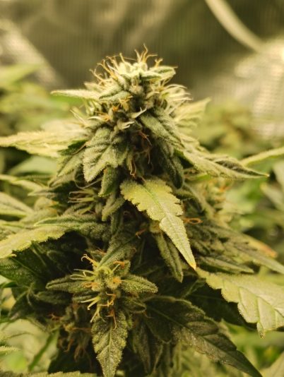 f51b2559-bcac-4e72-83ca-70cd3c00d83d