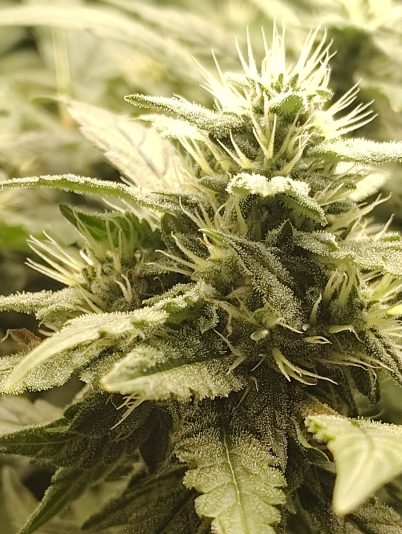 f899f139-6548-45d9-a247-c719331ea9f0