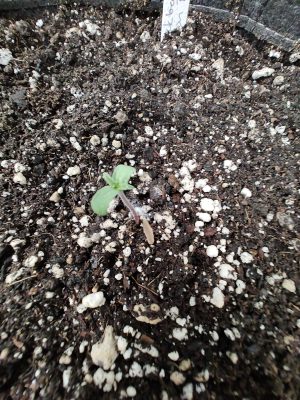 2a1a7324-cda8-4711-b6ec-cf75d1095e9f