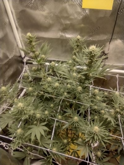 3f1a0255-c38d-464e-b2d3-62f082828a48