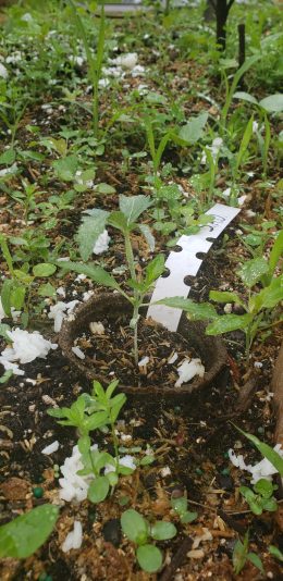 17499933963893566569479085966977