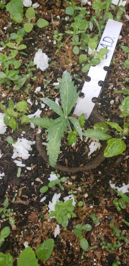 1749993459119744077301753632667