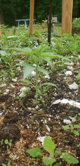 17499934765806062699836529524398