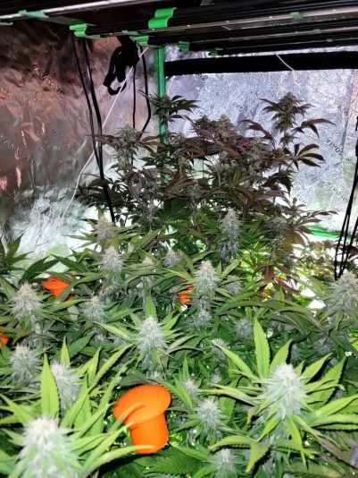 487744680_1340579220584305_46835026013991789_n