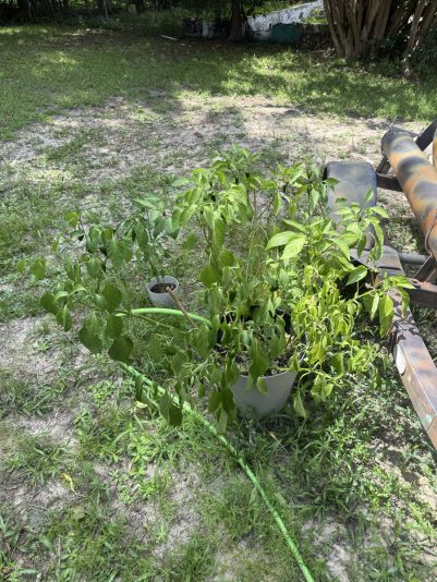 65B5974E-DBDB-442F-BB3D-978D92950111