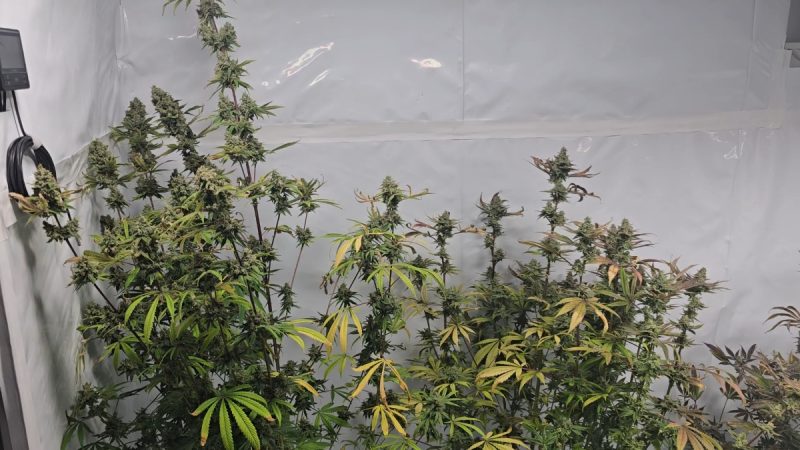 fe2d0f1d-9e86-4f0d-88e5-5357d5009c9a