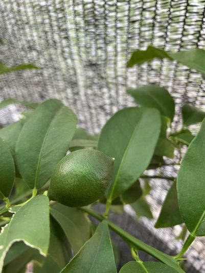 D1E2A624-C345-47AE-94F7-B3E9A2A26EF3