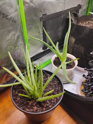 0636f64f-bb9b-4230-9f49-7d0f0e20c6a1