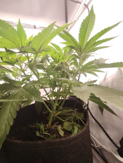 11f9e40a-2755-468d-b495-c603b90fff02