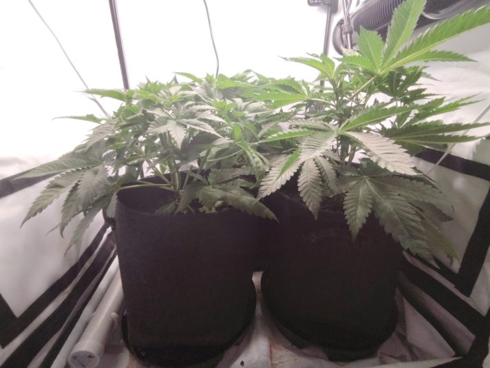 e990582b-65b4-4dbb-8c9c-51b09943e78f