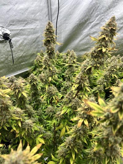 3E2374A2-09C2-4E3B-AB2A-616995D146EA