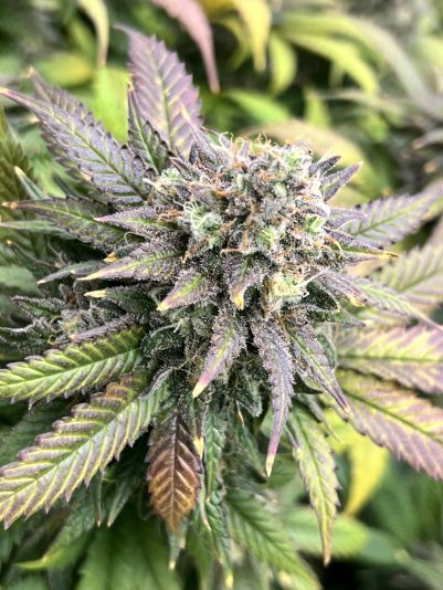 7BA49302-16D9-40EE-B159-8A7F1B81CB27