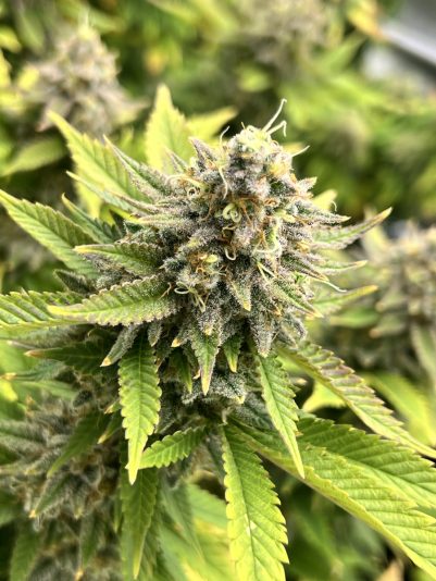 802760E9-1097-4056-86AA-82B2B71F4C76