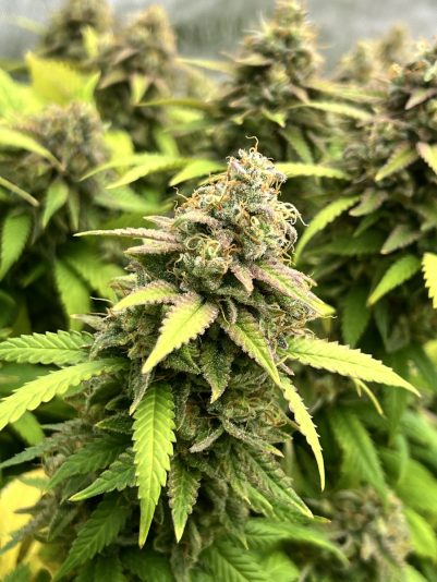 9DAA56C1-96E9-49E0-A690-AC67264D30F8