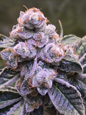 7c66a0bf-2f01-489c-8b34-c042e2211f4d