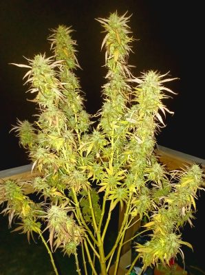 1a7a7ac1-5b96-4511-a4f0-10aaa0148cb0