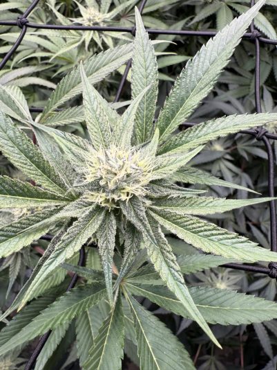 D5A9AA7F-238D-4A21-97F2-73335ADBF711