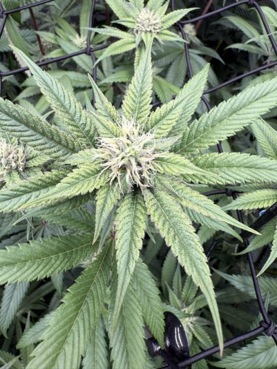 21AB6353-AF21-48D2-808C-AA1956004B3F