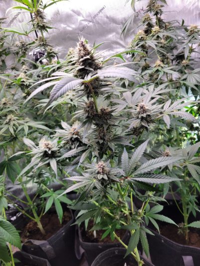 ff97a7ae-8d3e-419c-8a54-57be5f17720d