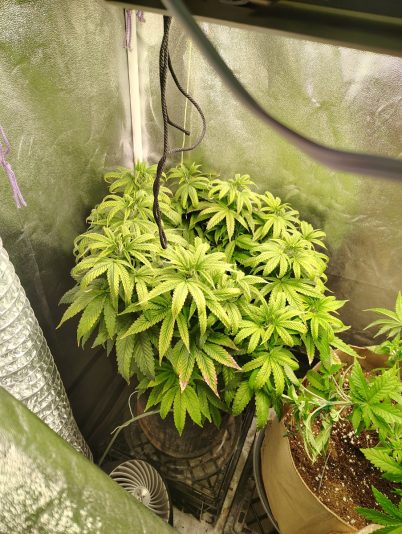 94b5b557-ef20-43e4-af91-08098f209c14