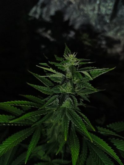 f94ecf30-2641-449a-99f9-38c04cb4e1c5