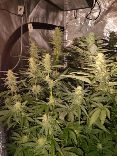 41e4f6de-9aab-4c2d-8f5d-9c043169bd22