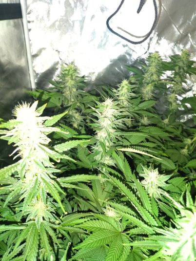 e2ba393e-4fa2-46a2-864e-22c57d72bfe6