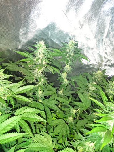 f9205c68-bf7d-499c-acca-7adc1eff1291