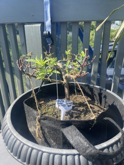 C6C0741B-8564-47DB-B632-39CDB9AA5B96