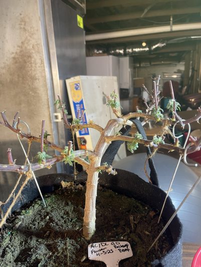 E33D3736-5888-45EA-8381-9E5636DCD35C