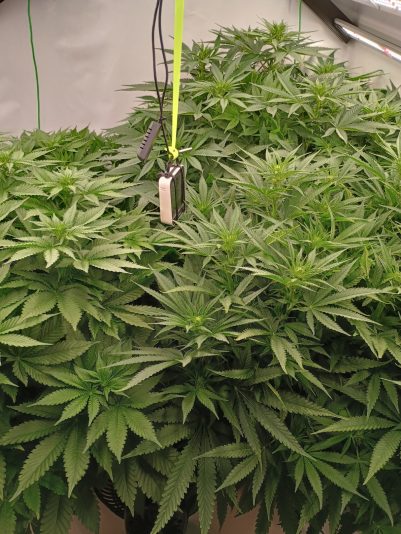 IMG_20250625_191628902_HDR