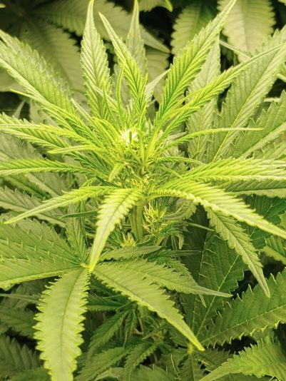 IMG_20250625_191710412