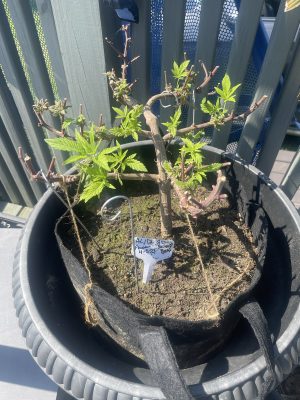 BFD755A9-51B5-4A27-A03A-F2EAB6C6931F