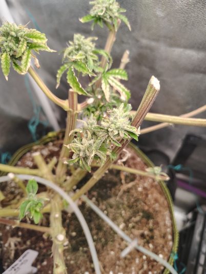 1e8f1c5c-12b6-4871-90d2-d7087696e89e