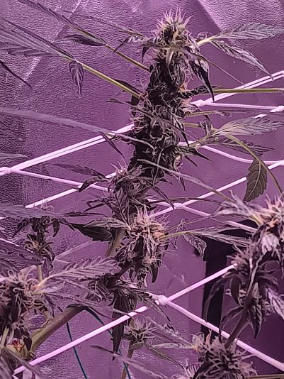 10b2c893-62ba-488f-8843-b3c100cd2ed9