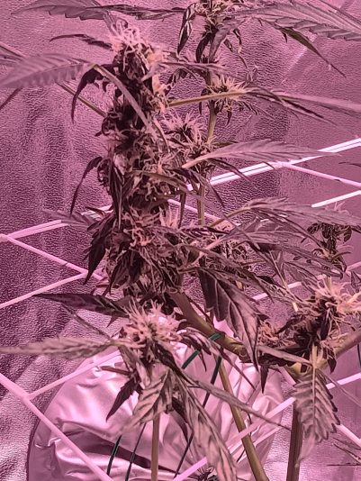 33433cbb-5c58-418d-83f1-fd8034aa2d34