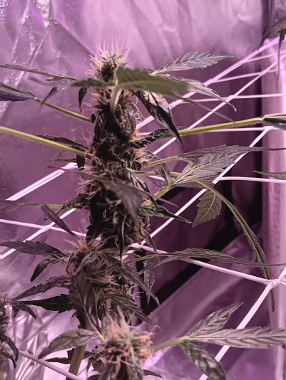 42349bea-cfed-47e5-937f-2301419306a3