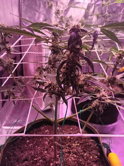 45e5bd46-ca90-4a7d-bf46-60b3e6115d68