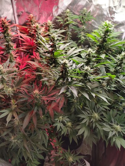 23e5c27c-2e29-4b8b-8238-ee99ea574ef7