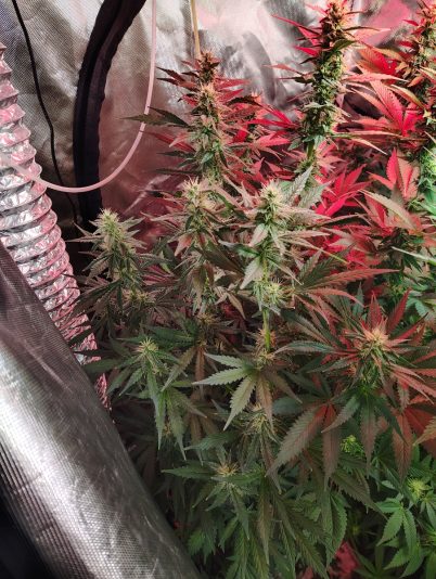 8137f679-d480-4962-9c4c-84a7cf3247c8