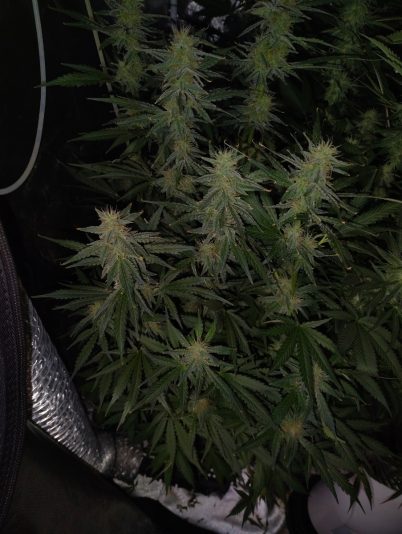 c1d409ab-1a6d-4944-a3c6-94ebb82815a3