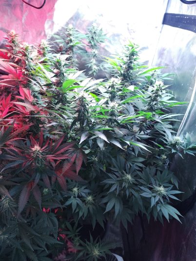 e73872be-86b5-4f72-9ddb-0b729b339417