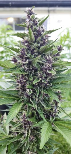 d1ead122-ec12-48b1-883f-f01dc9d3b227