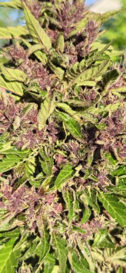 cf703566-3e34-45ea-8499-b2ea06375f08