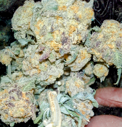 Screenshot_20250403-113608~2