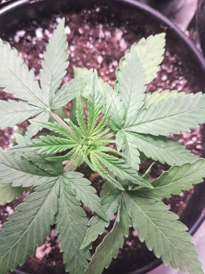 0f78a03a-95e6-4a91-b5e3-526c129400cf