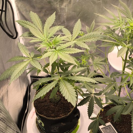 781b6e3c-a5d5-4831-bfc0-8ad2fba5925f