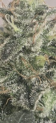 14f76b4d-6ca3-49c1-bc7c-0c21f2089097