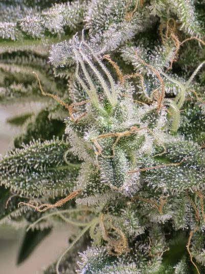 8295f01c-bc7f-4ec8-baff-8906f8644b00