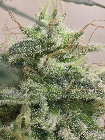 ab837557-c3f8-41d9-a954-a5541ab3cb40